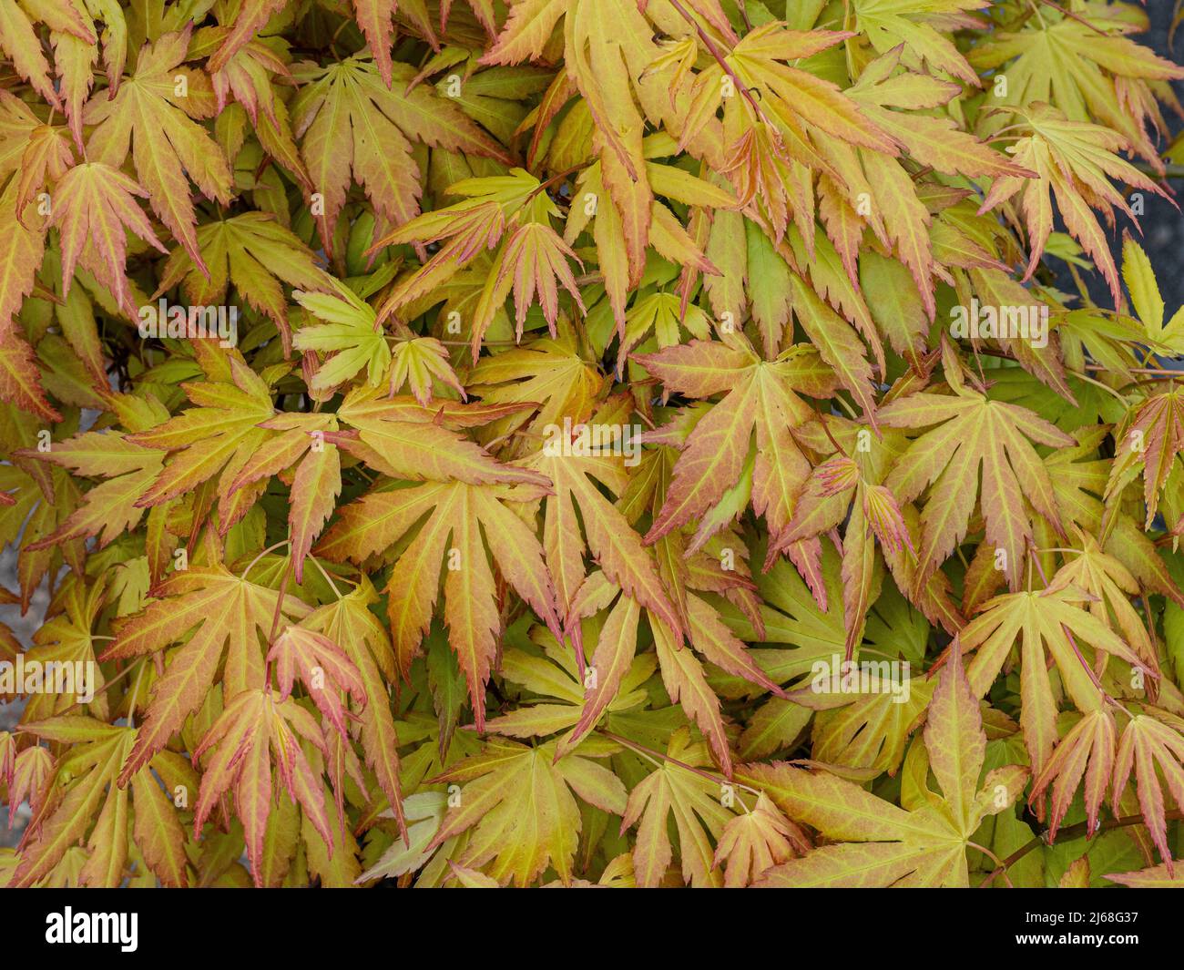 Eine Nahaufnahme des orangefarbenen Laubs des japanischen acer-Palmatums „Orange Dream“ Stockfoto