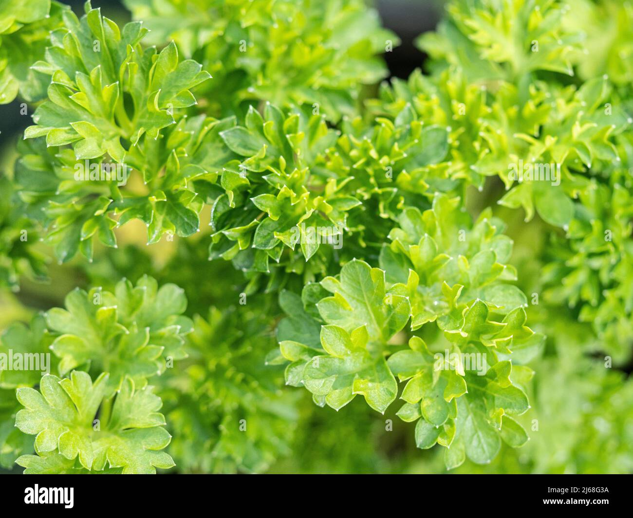 Eine Nahaufnahme der leuchtend grünen, gewellten Blätter der krautigen Petersilie Stockfoto