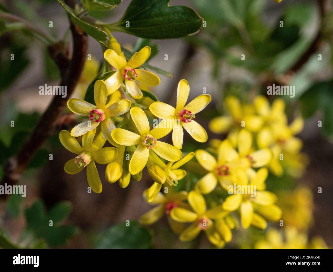 Eine Nahaufnahme der gelben Blüten von Ribes odoratum mit den roten Staubfäden in der Mitte Stockfoto