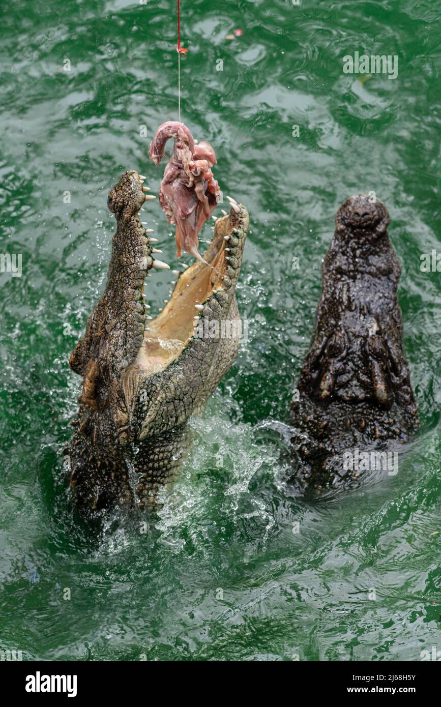 Krokodil Springt Aus Dem Wasser Für Nahrung Stockfoto