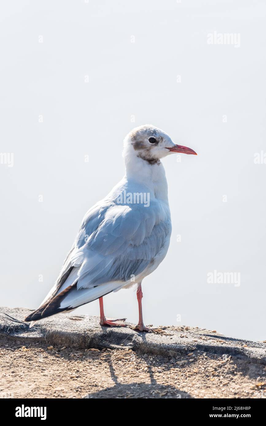 Schwarzkopfmöwe am Meer Stockfoto