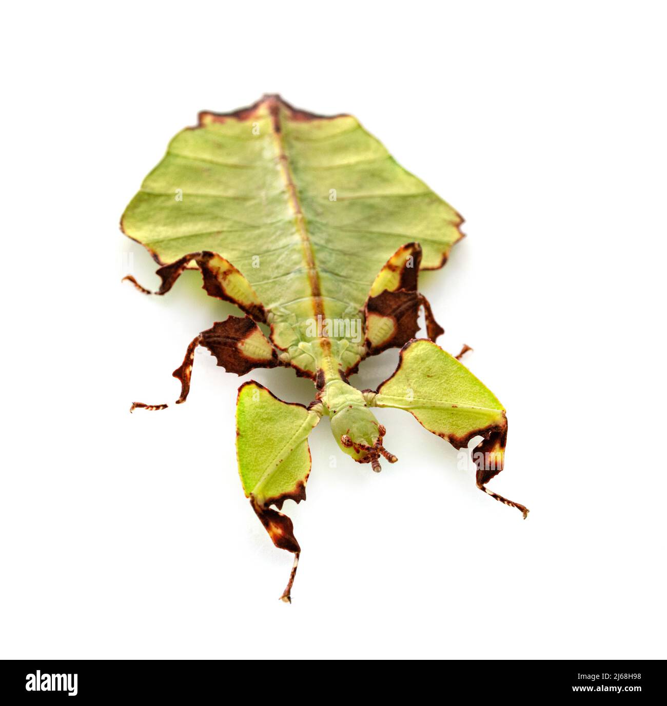 Stecken Sie Insekt vor weißem Hintergrund Stockfoto