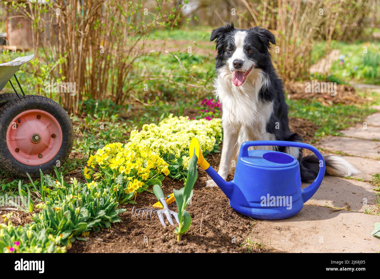 Outdoor-Porträt von niedlichen Hund Grenze Collie mit Gießkannen im Garten Hintergrund. Lustige Welpen Hund als Gärtner holen Gießkannen für die Bewässerung. Gartenbau und Landwirtschaft Konzept Stockfoto