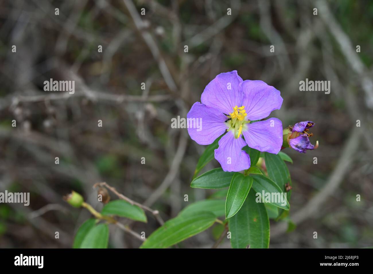 Nahaufnahme eines lila Achtstamen Osbeckia Pflanzenzweiges mit Blüte und toten Blumen mit einer schwarzen Ameise auf Pollen Stockfoto