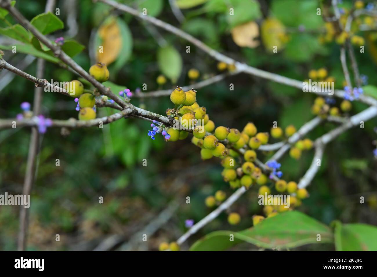 Ein winziger violetter Blütenhaufen und ein kleiner reifiger Fruchthaufen auf einem Stamm einer wilden Pflanze in Sri Lanka Stockfoto