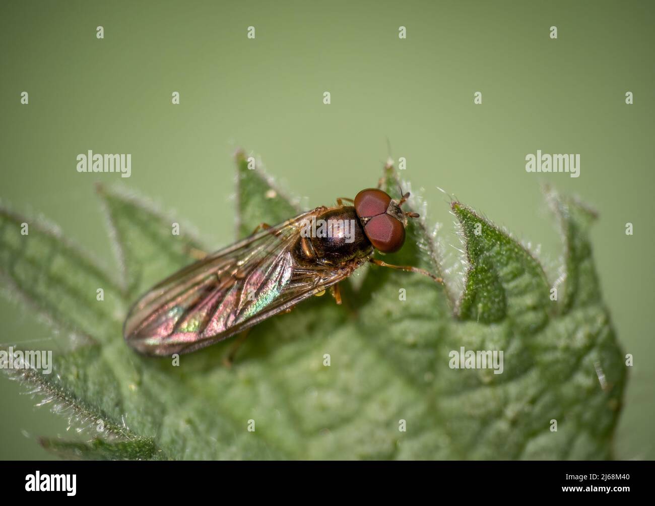 Kariertes Schwebeflug-Makro, Melanostoma scalare. Makro Nahaufnahme. Stockfoto
