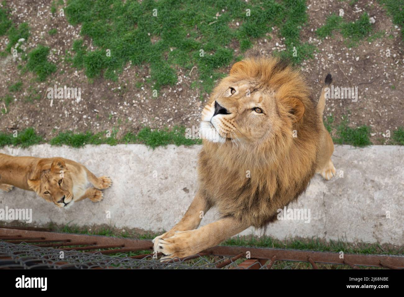Junger schöner Löwe fängt Fleisch im Safaripark Stockfoto