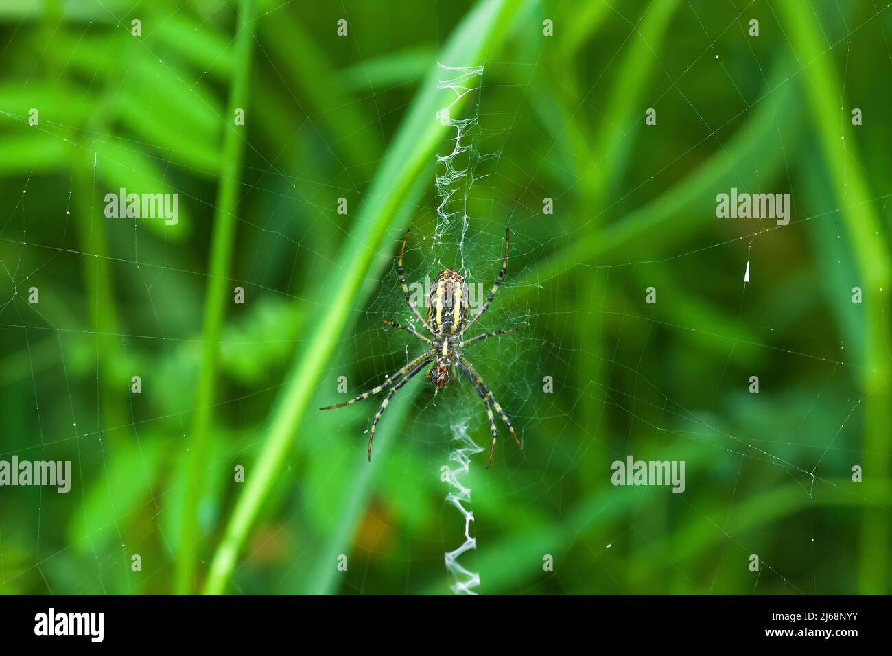 Wespenspinne auf Spinnennetz mit stabilimentum. Argiope bruennichi auf dem Netz im Gras. Gestreifte weibliche Arachnid auf Zick-Zack-Spinnennetz durch grünen verschwommenen Hintergrund, Stockfoto