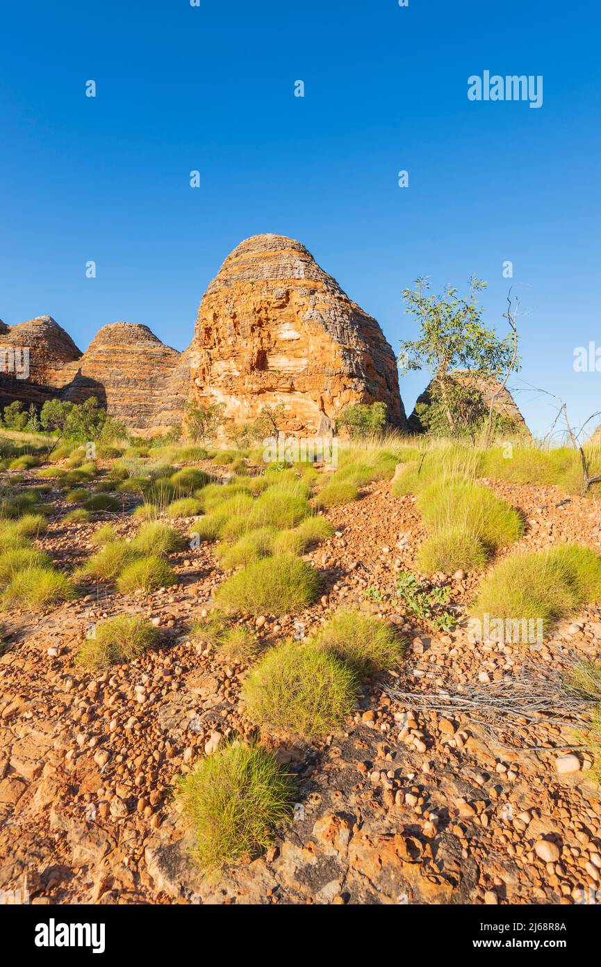 Spinifex und eine typische Karstkuppel aus Sandstein, geformt im Purnululu National Park oder Bungle Bungles, einem UNESCO-Weltkulturerbe in der Kimberley, Western Stockfoto