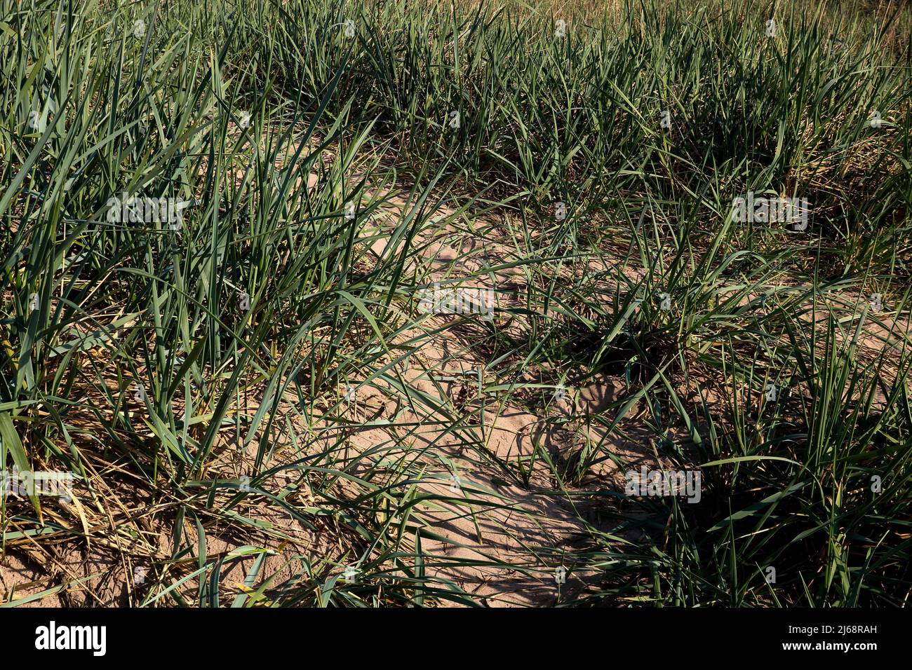 Sanddüne und Marrammgras an einem Küstenort Stockfoto