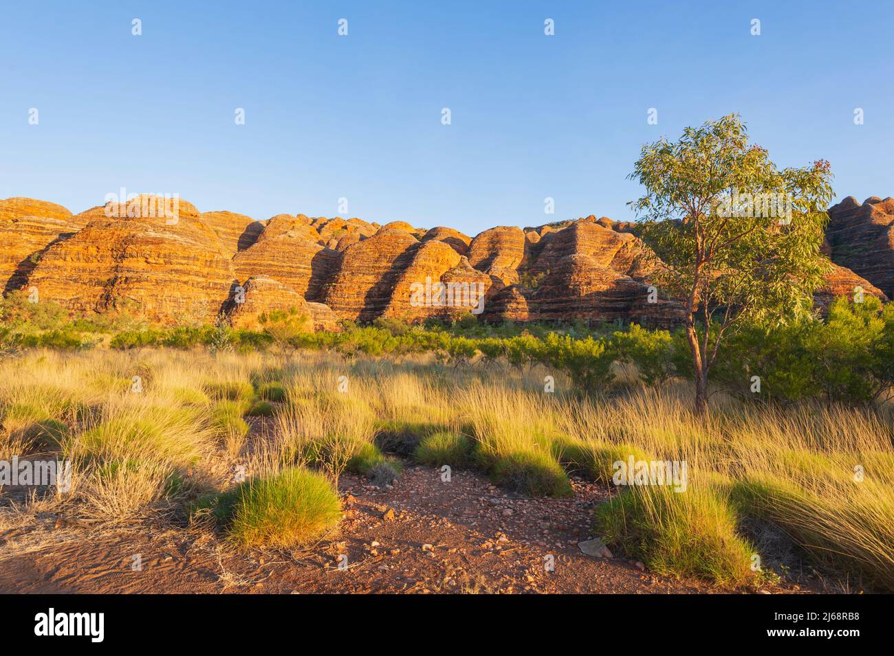 Malerische Aussicht auf Spinifex und typische Karstkuppen aus Sandstein im Purnululu National Park oder Bungle Bungles, einem UNESCO-Weltkulturerbe in der Kimberley, Stockfoto