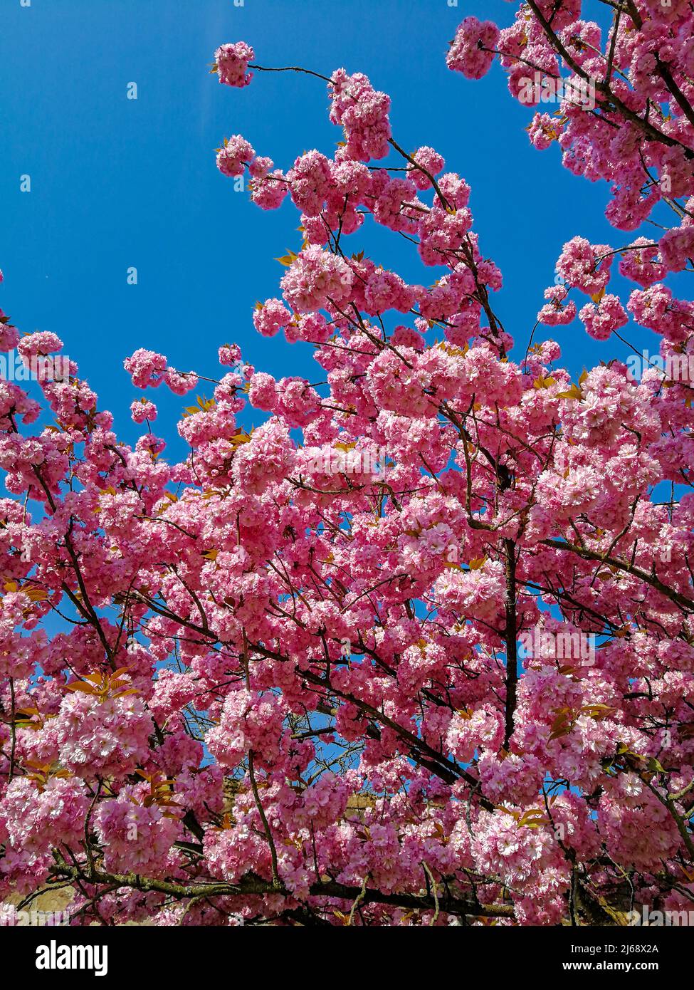 Blühender japanischer Kirschbaum (Prunus serrulata), der im Frühjahr keine Früchte in voller Blütenpracht bildet Stockfoto