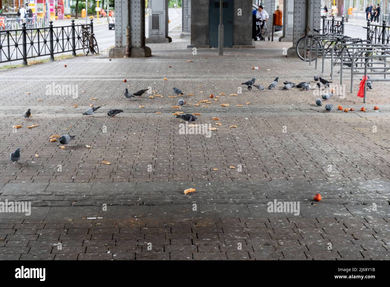 Tauben auf der Straße essen Essensreste. Jemand fütterte die Vögel mit Brotscheiben und Obstabfällen. Tiere in einer großen schmutzigen Stadt in Deutschland. Stockfoto