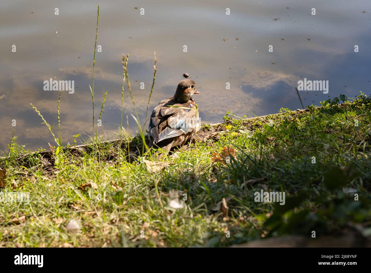 Junge Stockente vor einem Teich. Braune Federn sind im Sonnenlicht wunderschön. Kleine Ente wartet, bevor sie ins Wasser springt. Junger Vogel Stockfoto