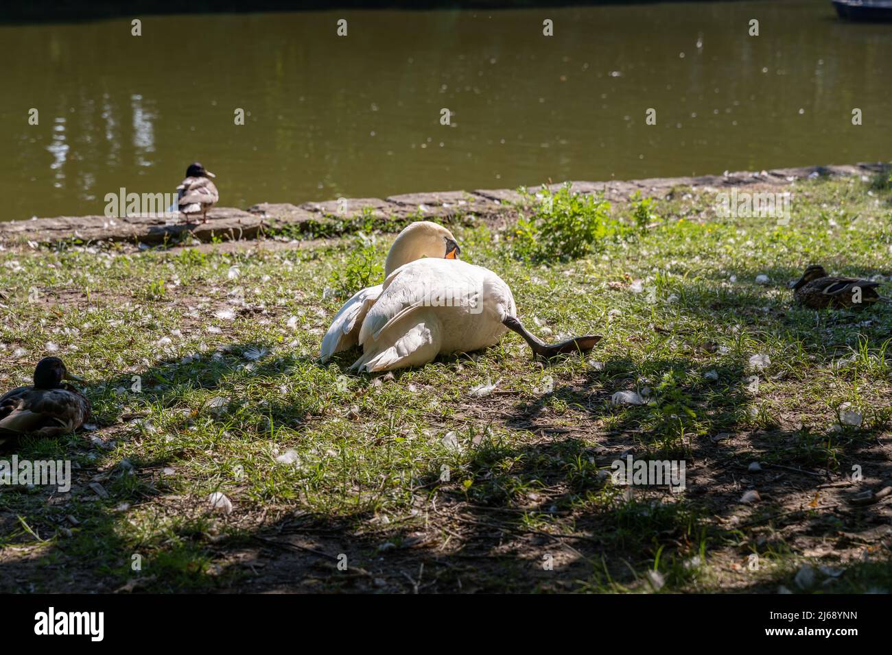 Ein weißer Schwan liegt im Sonnenlicht und genießt die Wärme. Ein Teich ist im Hintergrund. Ein Wildwasservögel und Stockenten Enten auf einer Wiese. Entspannend Stockfoto