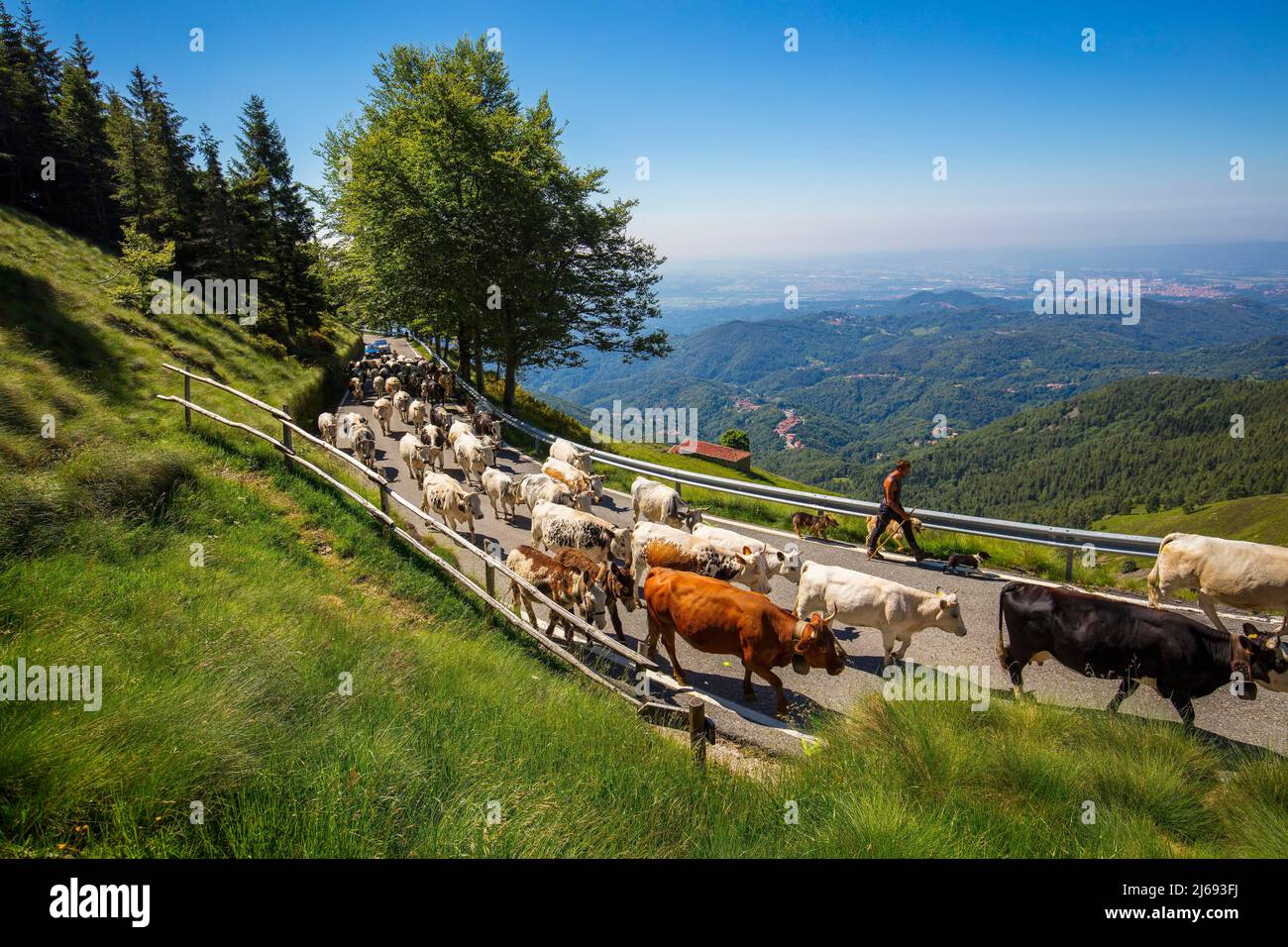 Transhumanz auf Panoramica Zegna, Bielmonte, Biella, Piemont, Italien Stockfoto