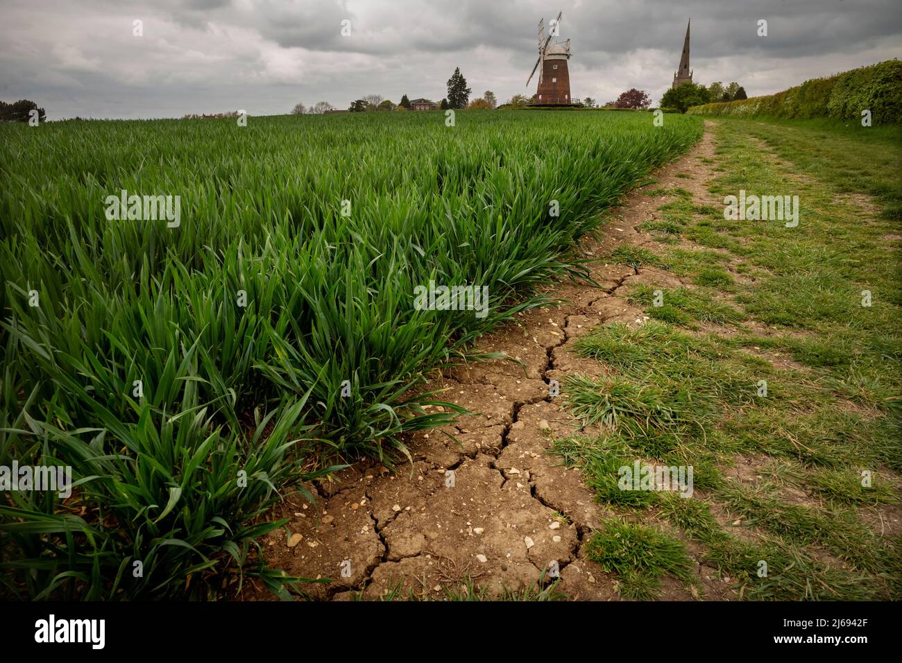 Thaxted, Essex, Großbritannien. Draft Fields 29 April 2022 aufgrund des Mangels an Frühlingsregen haben Landwirte in ganz Großbritannien einige der trockensten Perioden der letzten Jahre. Hier in Thaxted North West Essex gesehen, rissige trockene Erde mit Thaxted Church und John Webbs Windmühle im Hintergrund. Kredit: BRIAN HARRIS/Alamy Live Nachrichten Stockfoto