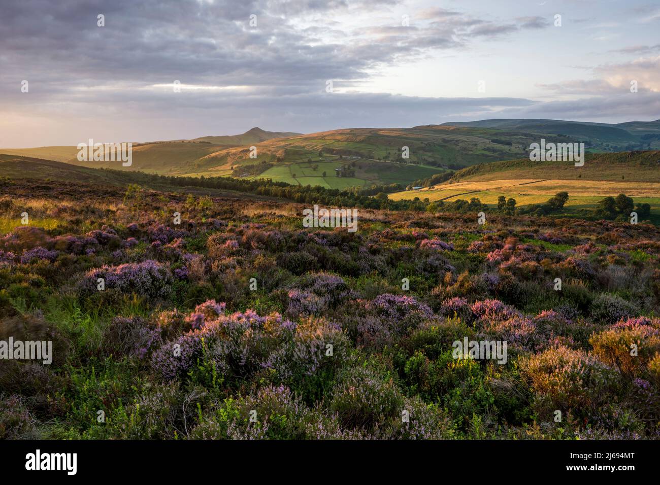 Ansicht der blühenden Heide unter Shutlinsloe bei Wildboarclough, Cechhire, England, Vereinigtes Königreich, Europa Stockfoto