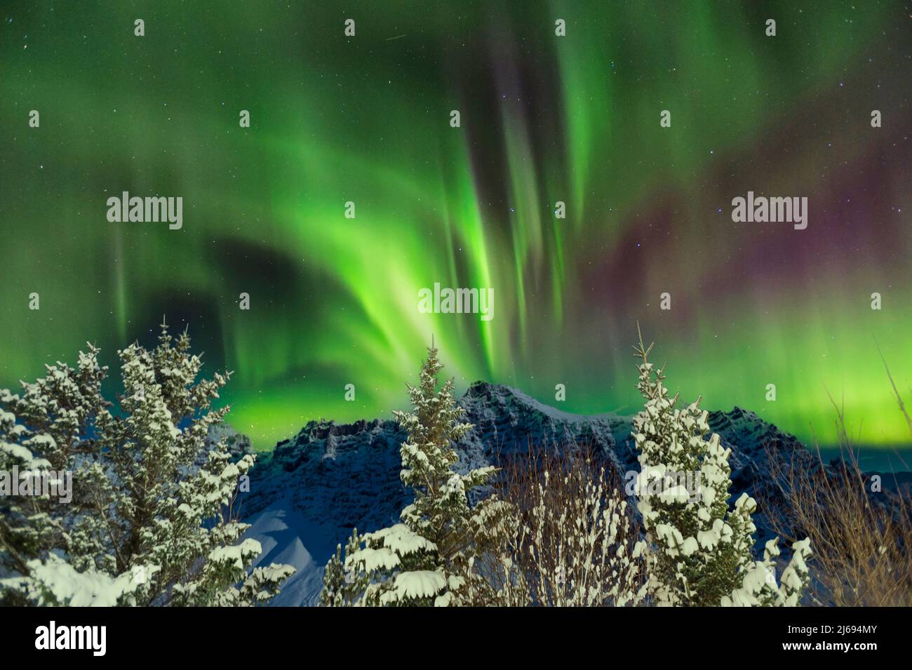 Schneebedeckte Bäume und Bergrücken mit sternenfülltem Nachthimmel und Nordlichtern (Aurora Borealis), Gerdi Farm, Island, Polarregionen Stockfoto