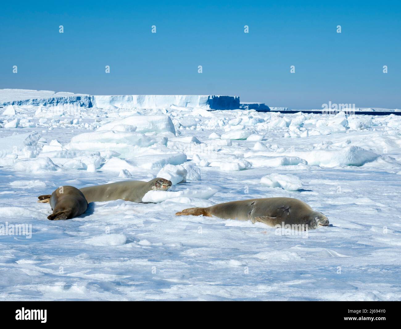 Krabbenrobben für Erwachsene (Lobodon carcinophaga), auf Eis in der Nähe von Snow Hill Island, Weddellmeer, Antarktis, Polarregionen Stockfoto