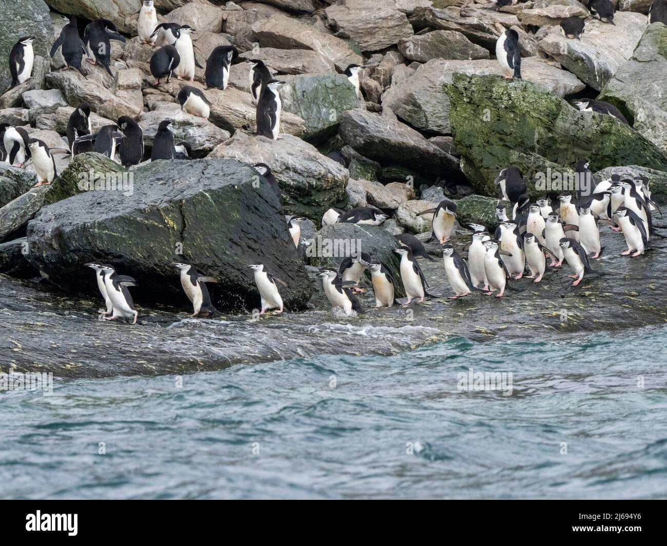 Pinguine mit Kinnriemen (Pygoscelis antarcticus), die auf Krönungsinsel, Südorkneys, Antarktis, Polarregionen zum Meer marschieren Stockfoto