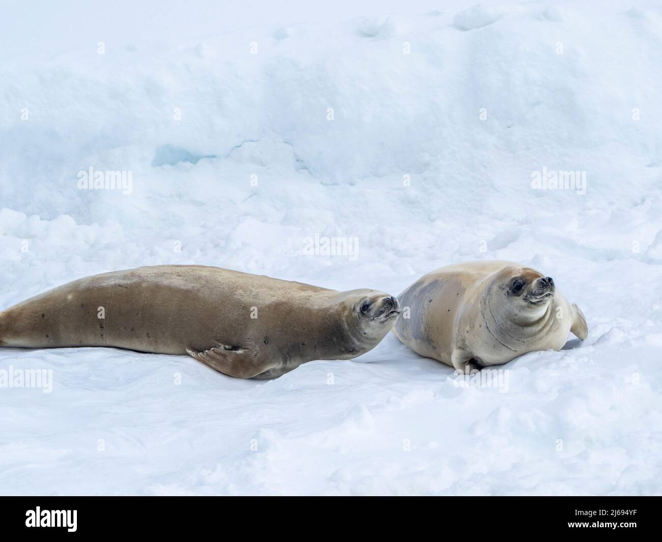 Krabbenrobben für Erwachsene (Lobodon carcinophaga), auf Eis im Lemaire-Kanal, Antarktis, Polarregionen Stockfoto