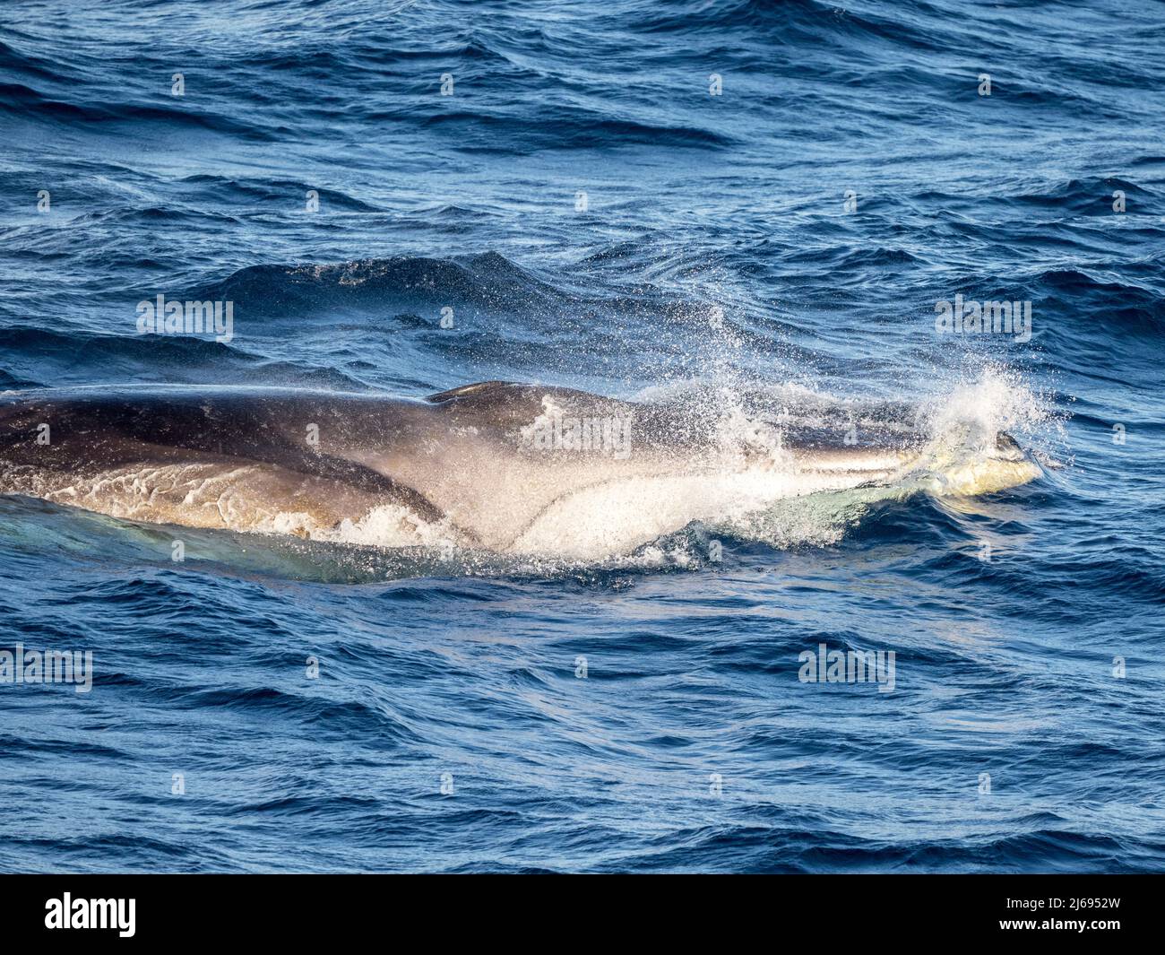 Ausgewachsener Finnwal (Balaenoptera physalus), füttert auf Krill in der Nähe von Krönungsinsel, Süd-Orkney-Inseln, Antarktis, Polarregionen Stockfoto
