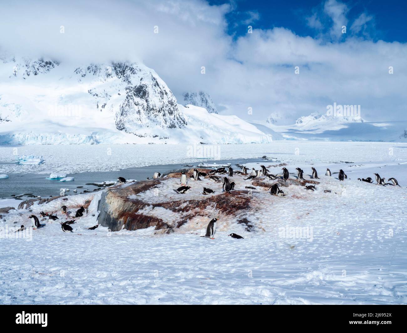 Eine Brutkolonie für einen Gentoo-Pinguin (Pygoscelis papua) auf der Insel Pleneau in der Frühsaison, in der Antarktis, in den Polarregionen Stockfoto