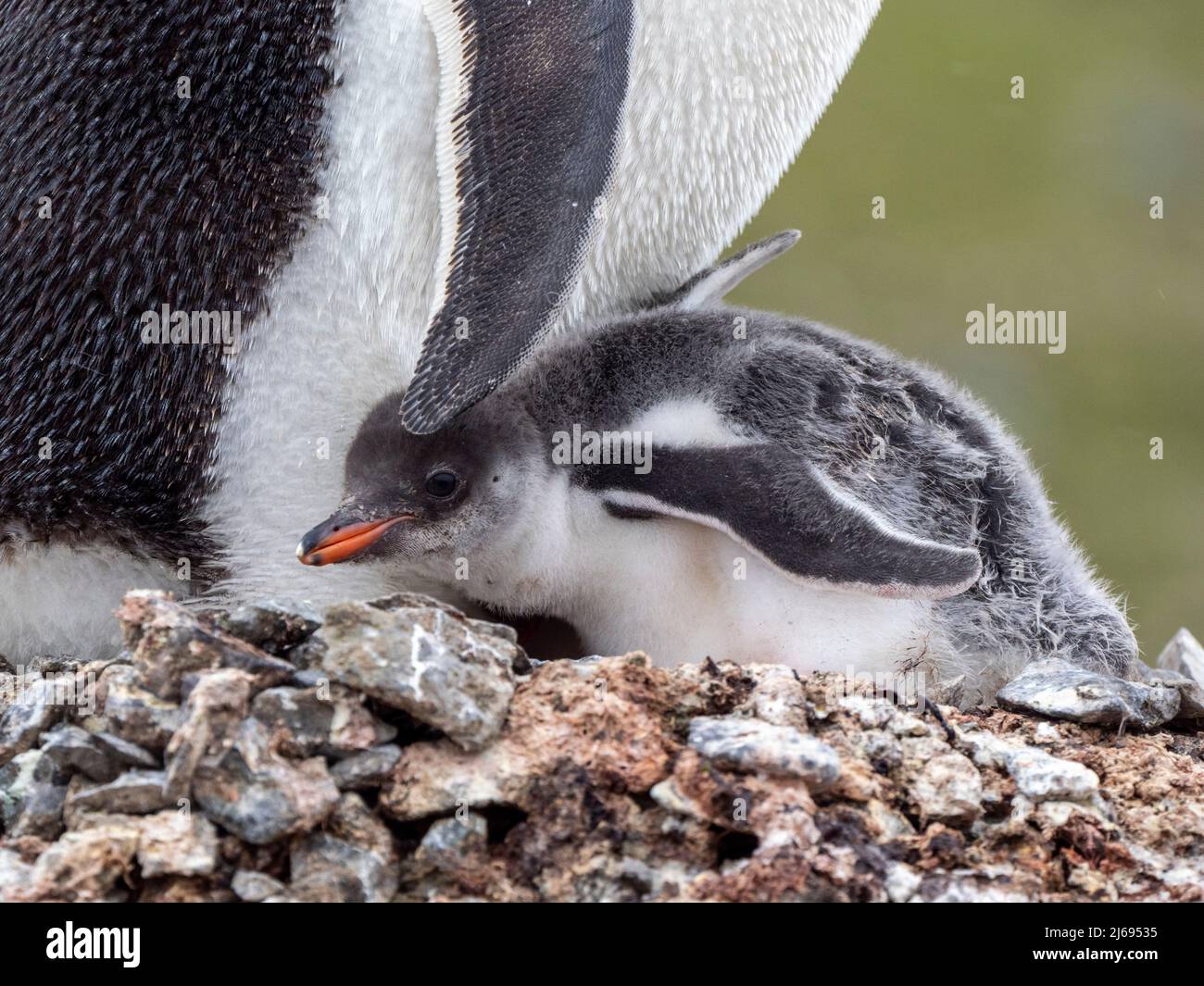 Ein Gentoo-Pinguin (Pygoscelis papua), Küken mit seinen Eltern auf Barrientos Island, Aitcho Island Group, Antarktis, Polarregionen Stockfoto