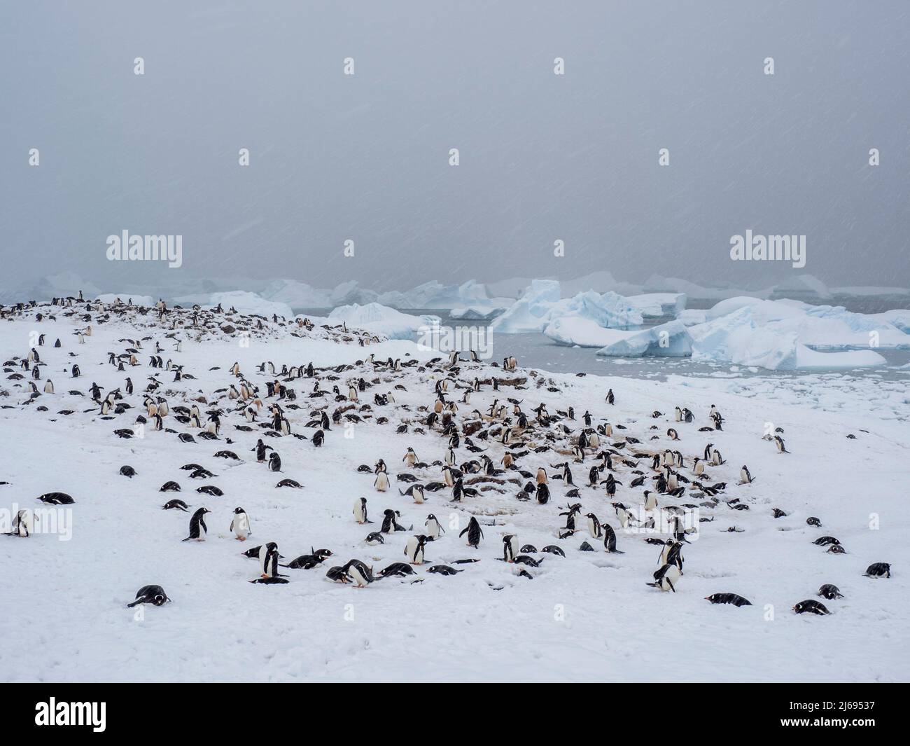 Ein Gentoo-Pinguin (Pygoscelis papua) brütende Kolonie auf Cuverville Island in einem Schneesturm, Antarktis, Polarregionen Stockfoto