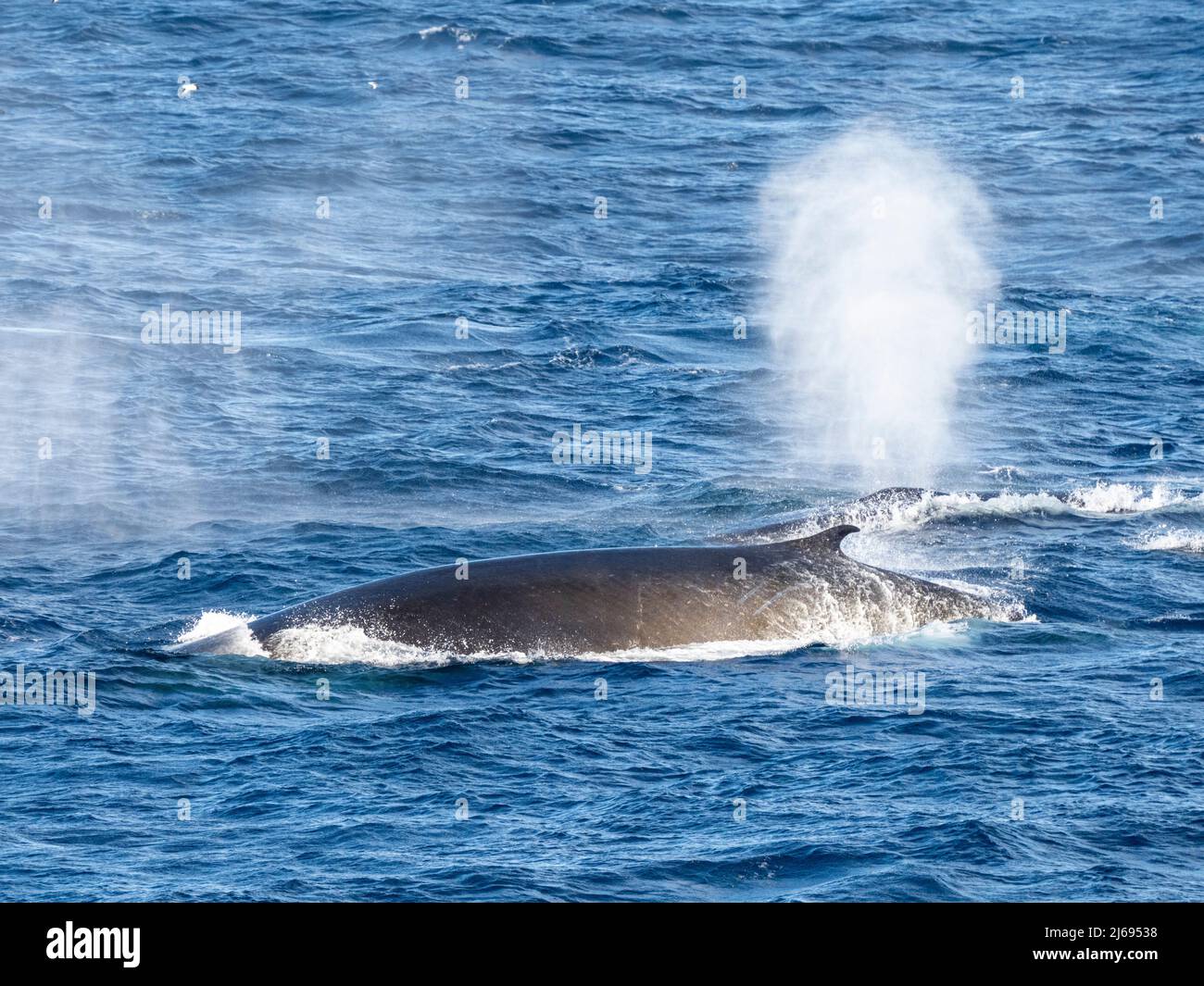 Erwachsene Finnwale (Balaenoptera physalus), die sich auf Krill in der Nähe der Krönungsinsel, der südlichen Orkney-Inseln, der Antarktis und der Polarregionen ernähren Stockfoto