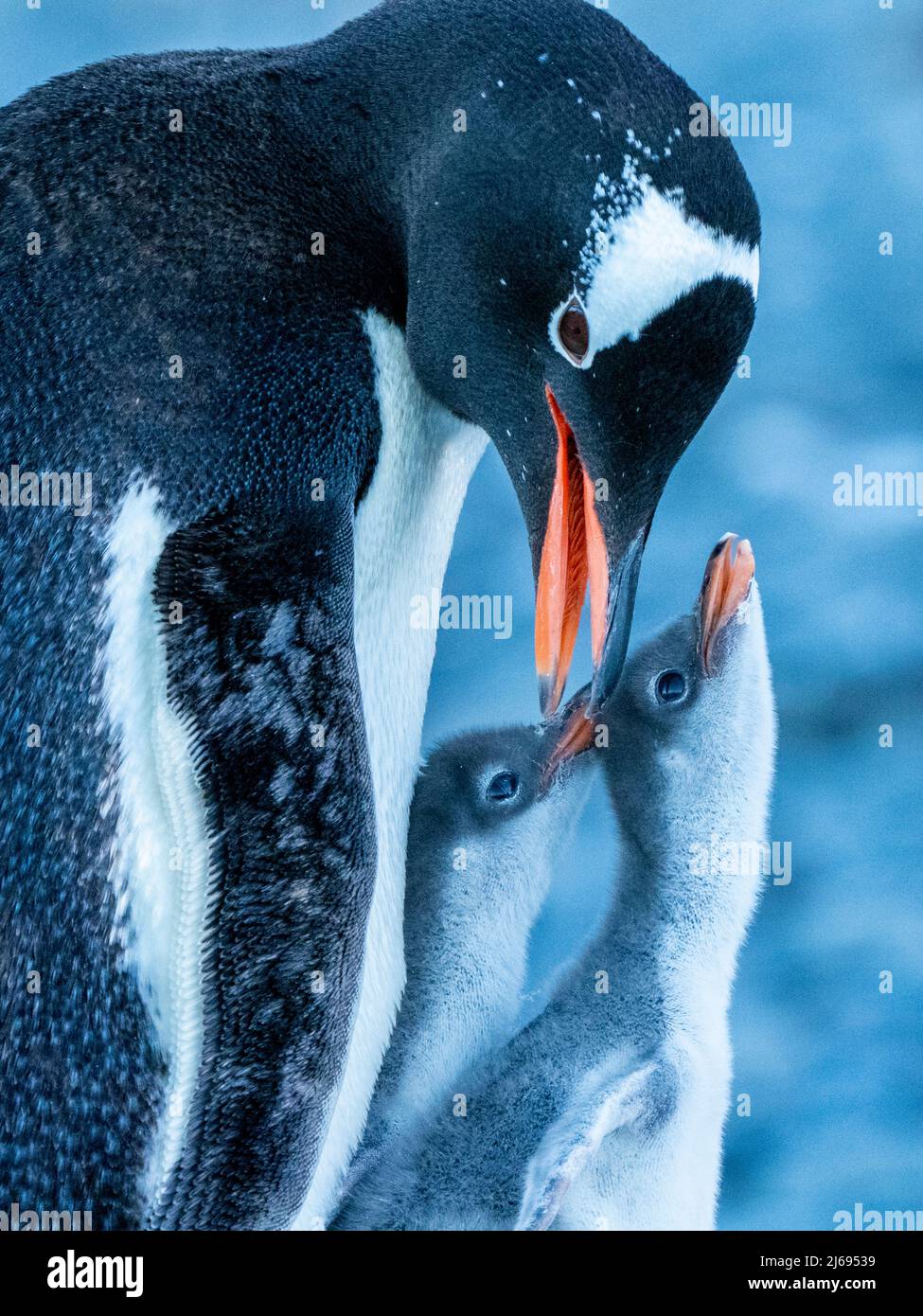 Ein erwachsener Gentoo-Pinguin (Pygoscelis papua), mit Küken in Brown Bluff, Antarctic Sound, Antarktis, Polarregionen Stockfoto