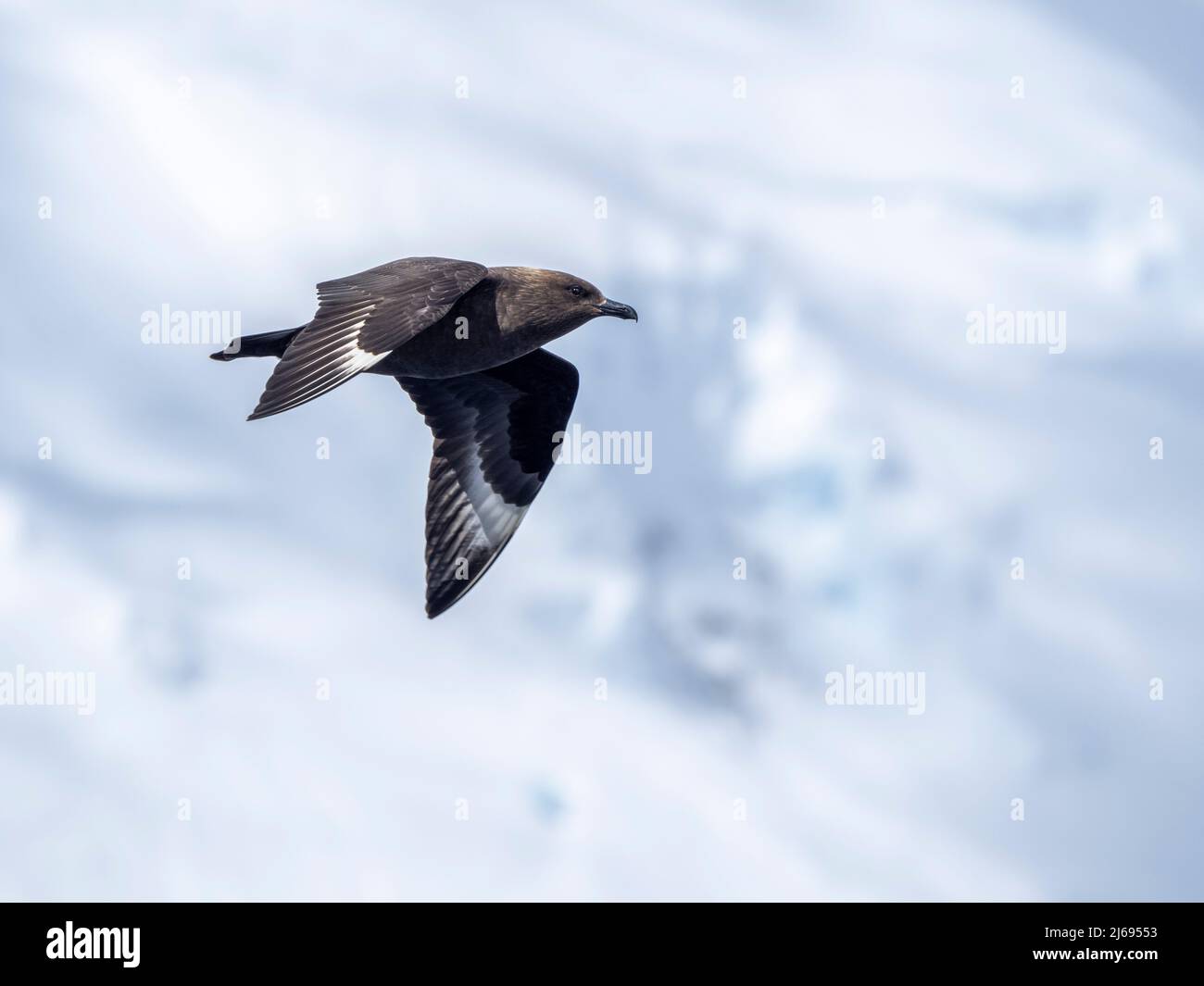 Adulter brauner Skua (Stercorarius antarcticus), im Flug im Lemaire-Kanal, Antarktis, Polarregionen Stockfoto