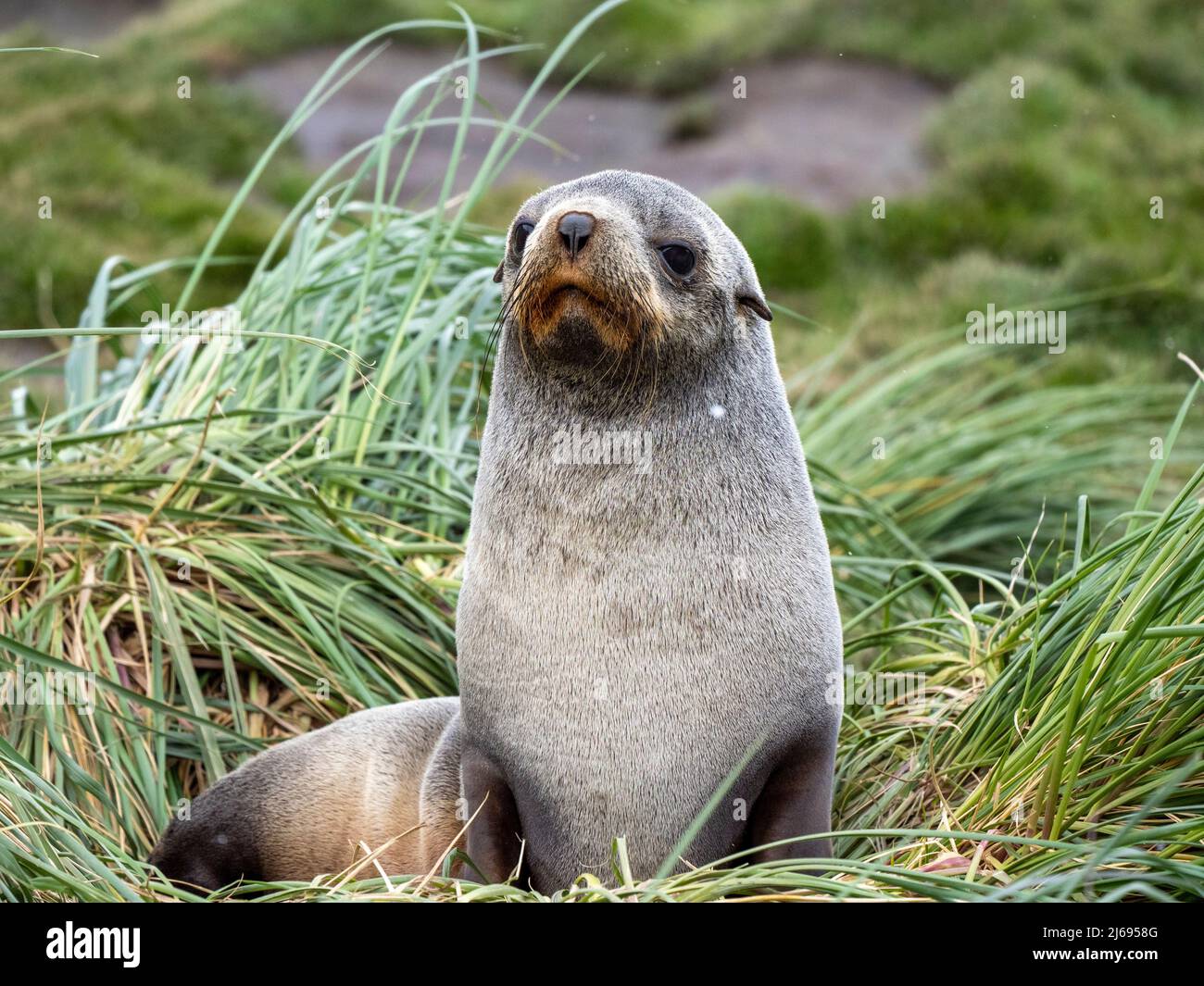 Eine Erwachsene weibliche antarktische Robbe (Arctocephalus gazella), in Moltke Harbour, Südgeorgien, Südatlantik, Polarregionen Stockfoto