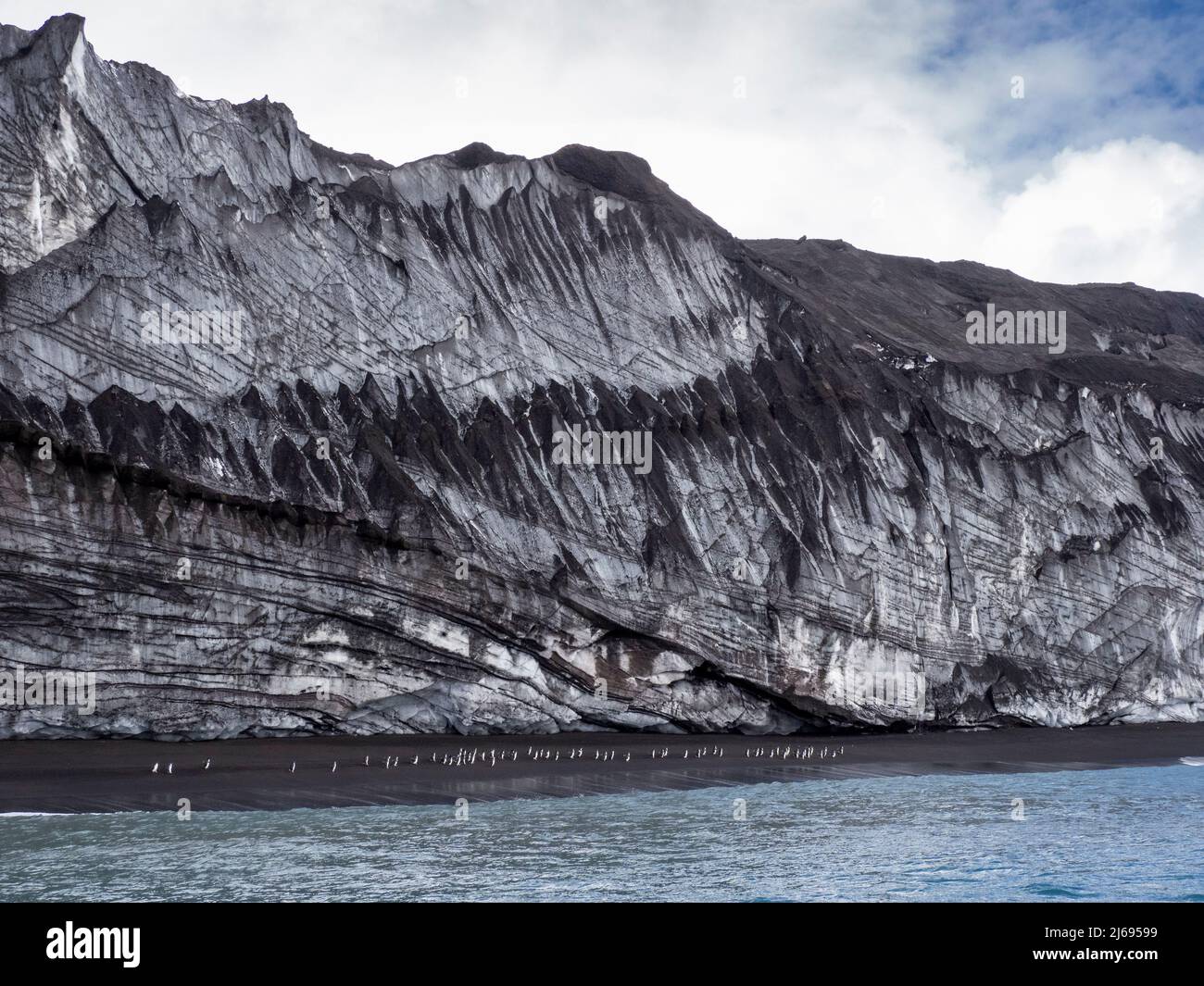 Pinguine marschieren entlang einer Gletscherwand auf Saunders Island, South Sandwich Islands, South Atlantic, Polarregionen Stockfoto