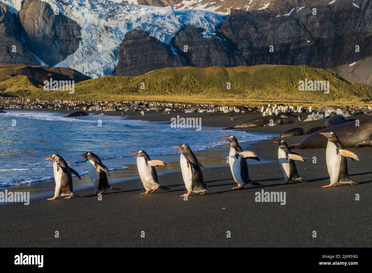 Erwachsene Pinguine (Pygoscelis papua) am Strand bei Tagesanbruch in Gold Harbor, South Georgia Island, Südatlantik, Polarregionen Stockfoto