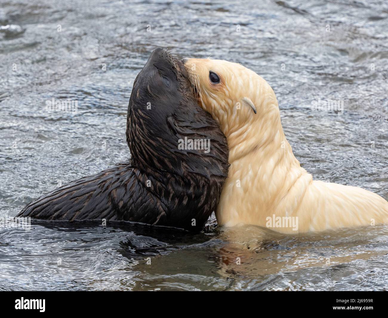 Eine leukistische antarktische Pelzrobbe (Arctocephalus gazella), die mit normalen Welpen in Grytviken, Südgeorgien, Südatlantik, Polarregionen spielt Stockfoto