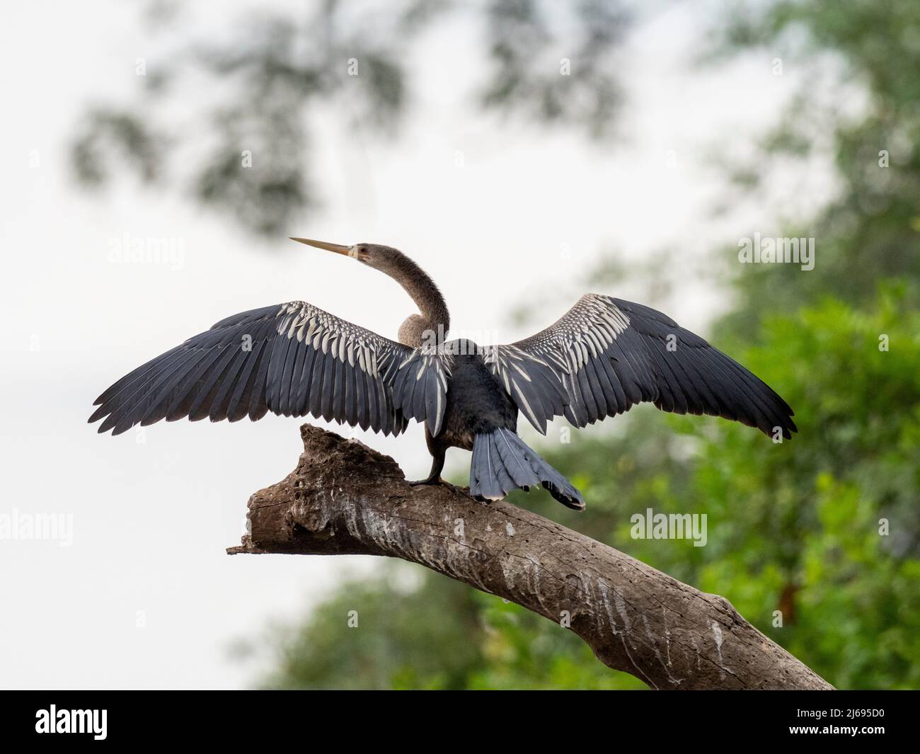 Erwachsene Anhinga (Anhinga anhinga), die ihre Flügel auf dem Rio Tres Irmao, Mato Grosso, Pantanal, Brasilien, Südamerika trocknet Stockfoto