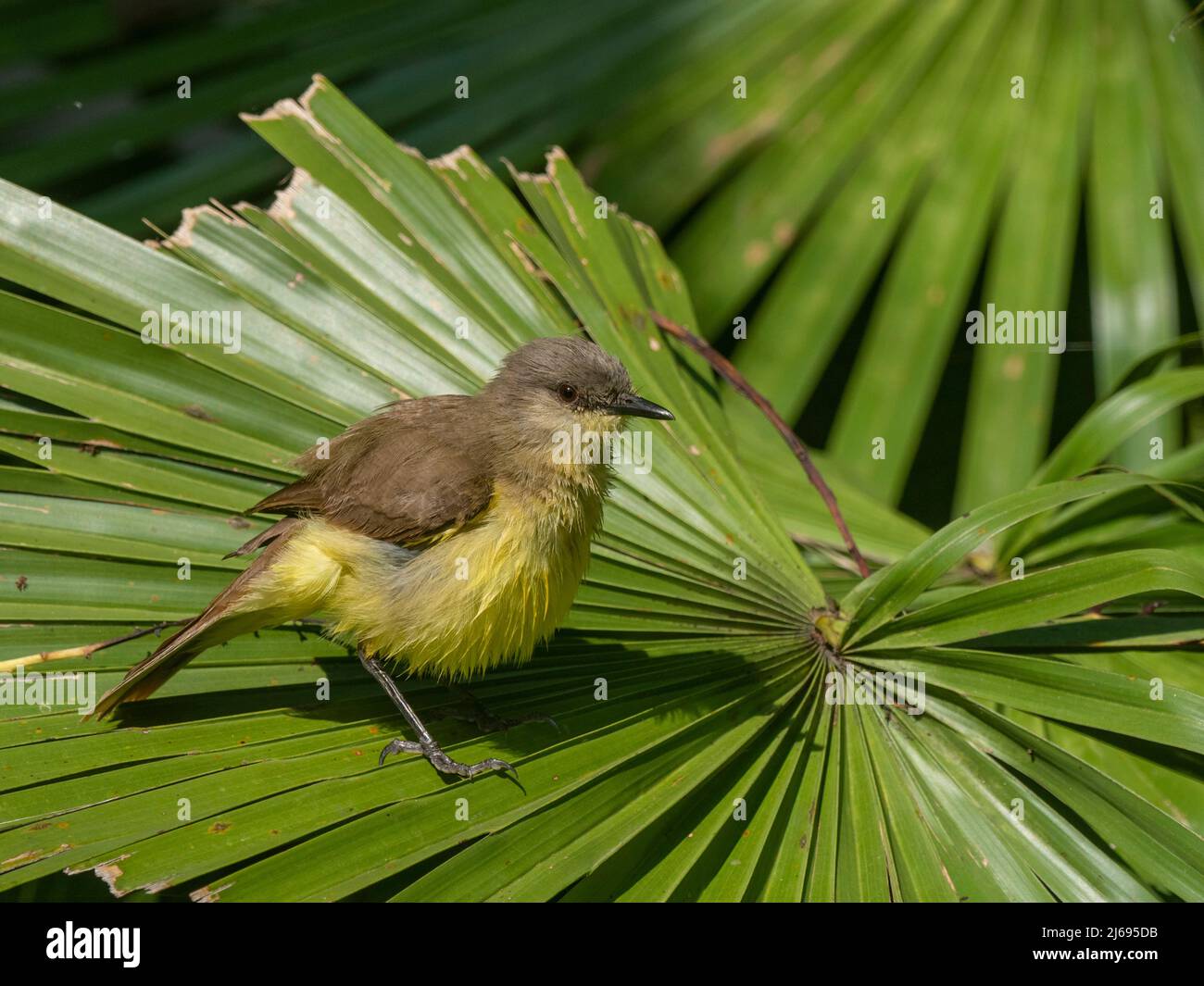 Einem erwachsenen Viehtyrannen (Machetornis rixosa), Pousa Allegre, Mato Grosso, Pantanal, Brasilien, Südamerika Stockfoto