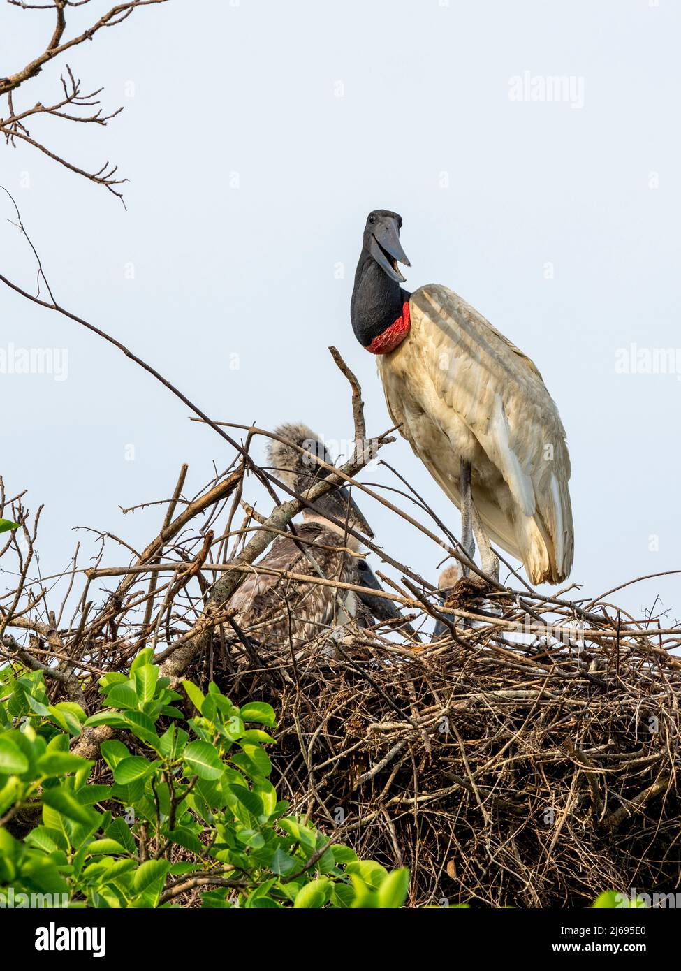 Erwachsener jabiru-Storch (Jabiru mycteria), auf einem Nest in der Nähe von Pouso Allegre, Mata Grosso, Pantanal, Brasilien, Südamerika Stockfoto