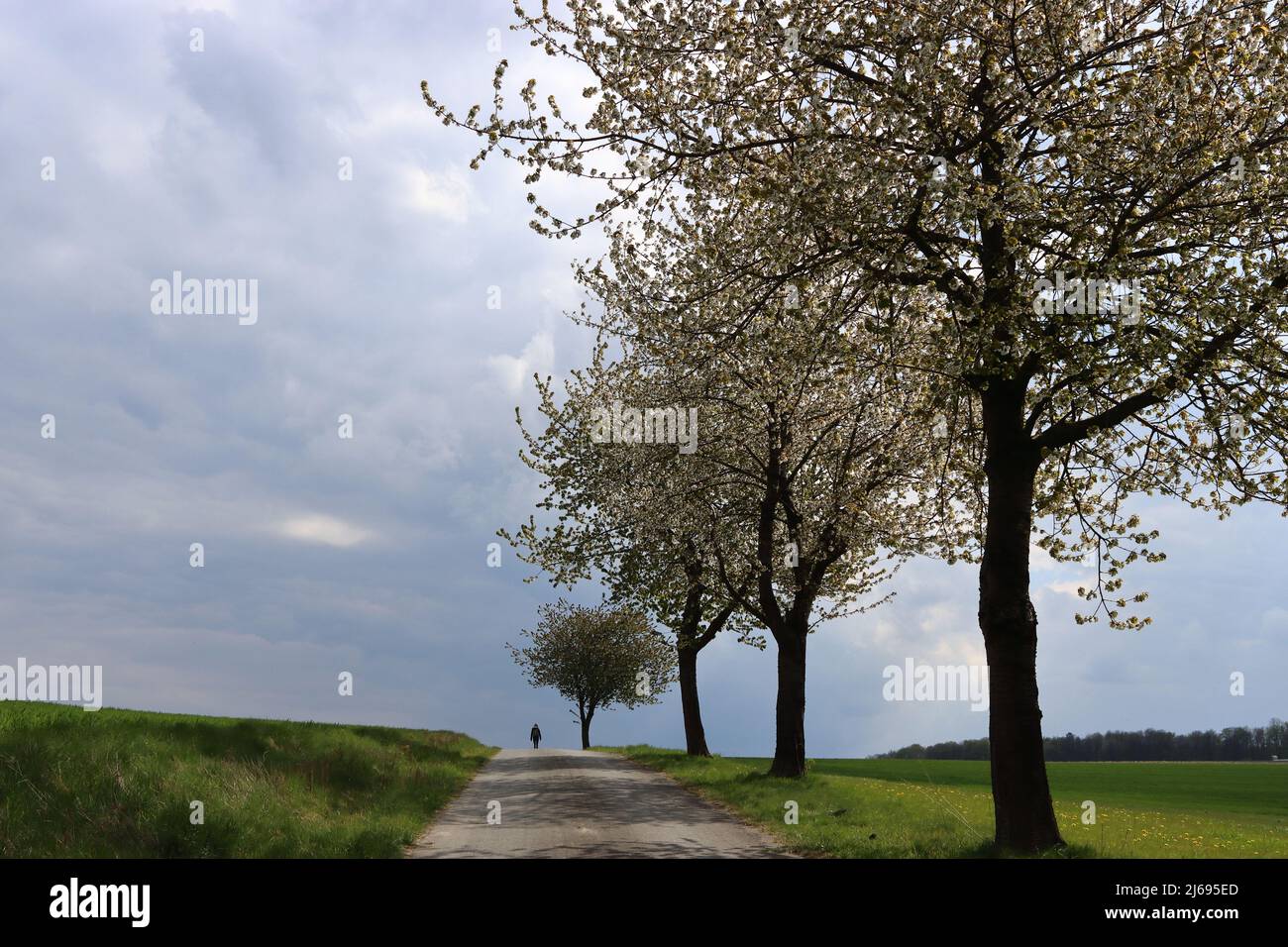 In der Ferne wandert eine alleinstehende Frau unter blühenden Bäumen auf einem sonnendurchfluteten Pfad, der durch grüne Wiesen und Felder führt, Weitwinkelaufnahmen, Copy spac Stockfoto
