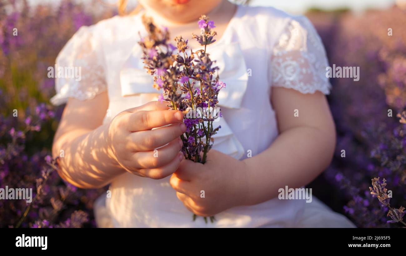 Ein Kind in einem Lavendelfeld. Das kleine Mädchen genießt den Geruch und die schönen Blumen. Lila Büsche mit ätherischem Öl. Liebe zur Natur, Harmonie, Glück und Ruhe. Hält ein Bouquet in den Händen Stockfoto