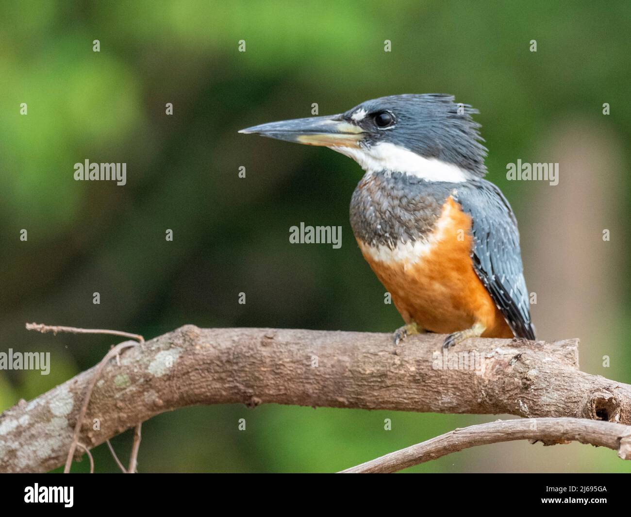 Erwachsene Eisvögel (Megaceryle torquata), Rio Tres Irmao, Mata Grosso, Pantanal, Brasilien, Südamerika Stockfoto