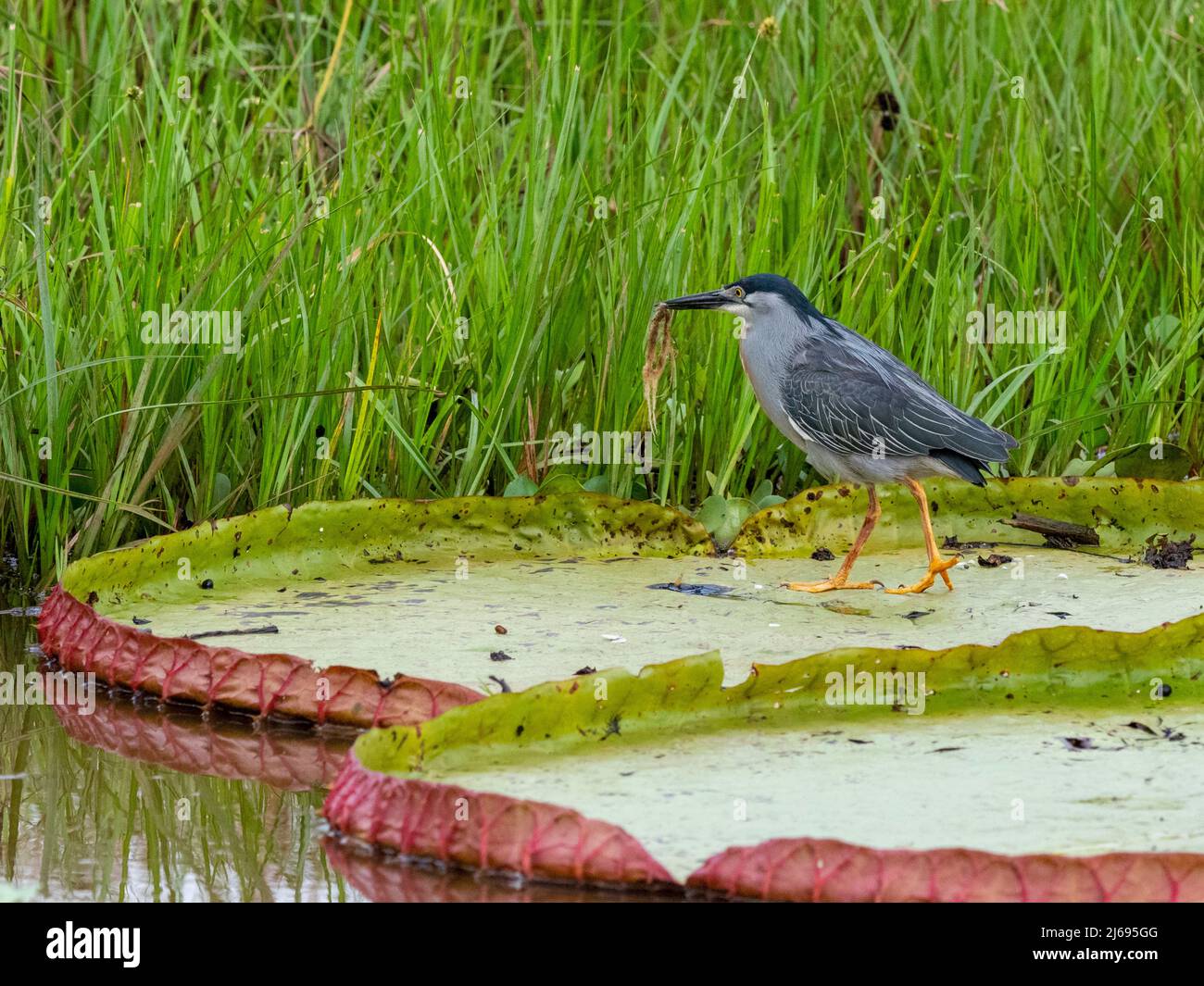 Ein ausgewachsener Reiher mit Streifenbildung (Butorides striatus), auf dem Rio Pixaim, Mato Grosso, Pantanal, Brasilien, Südamerika Stockfoto