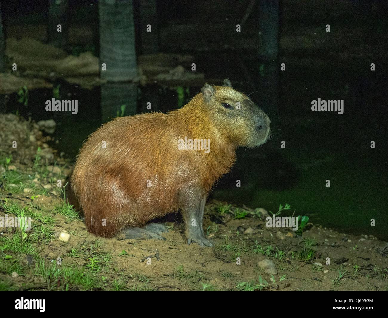 Erwachsene Capybara (Hydrochoerus hydrochaeris), nachts entlang eines Sees in Pouso Allegre, Mato Grosso, Pantanal, Brasilien, Südamerika Stockfoto