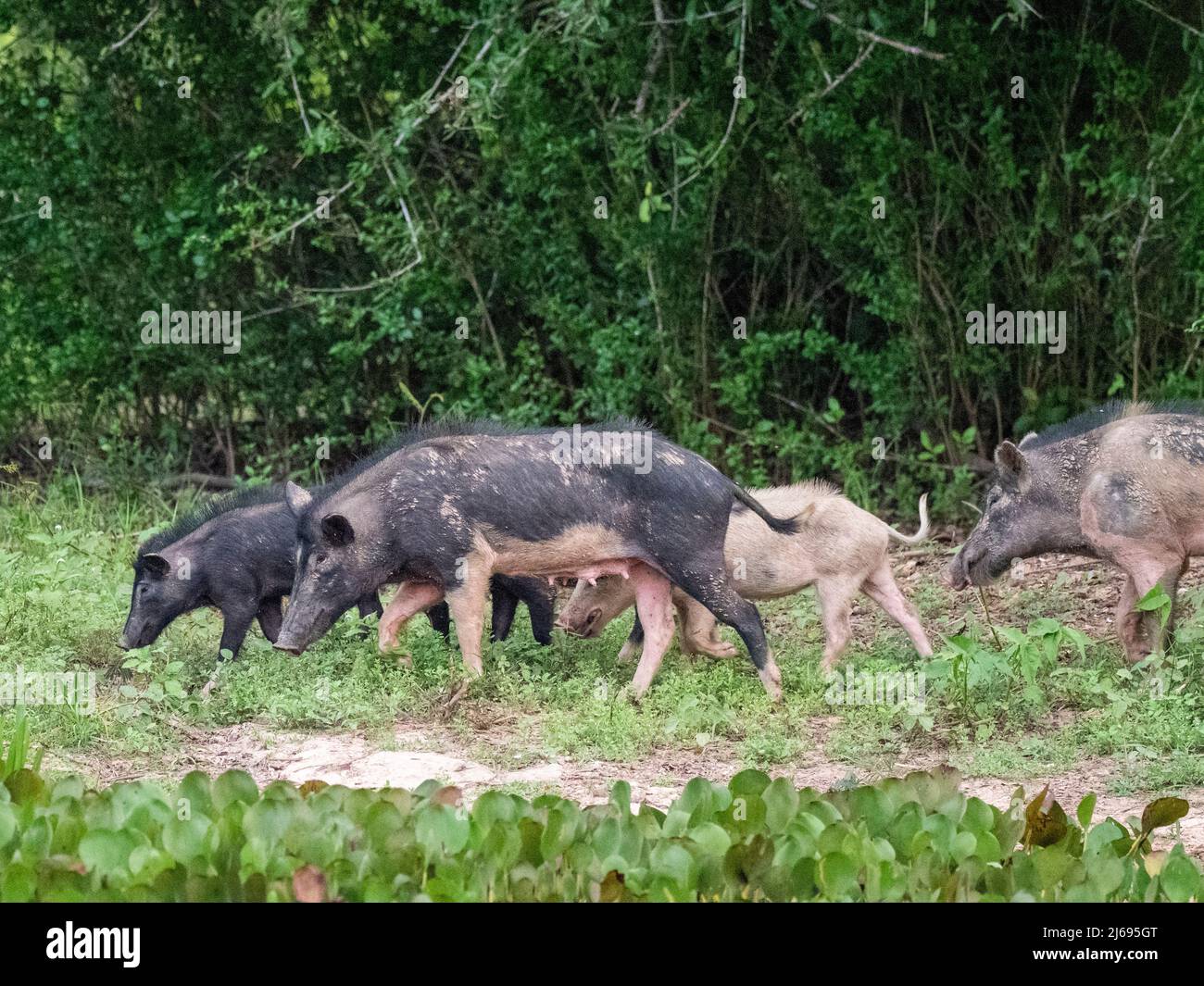 Eine Gruppe von Wildschweinen (Sus scrofa), die in Pouso Allegre, Mato Grosso, Pantanal, Brasilien, Südamerika, gejagen werden Stockfoto