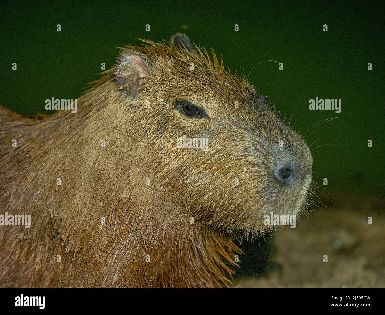 Erwachsene Capybara (Hydrochoerus hydrochaeris), nachts entlang eines Sees in Pouso Allegre, Mato Grosso, Pantanal, Brasilien, Südamerika Stockfoto