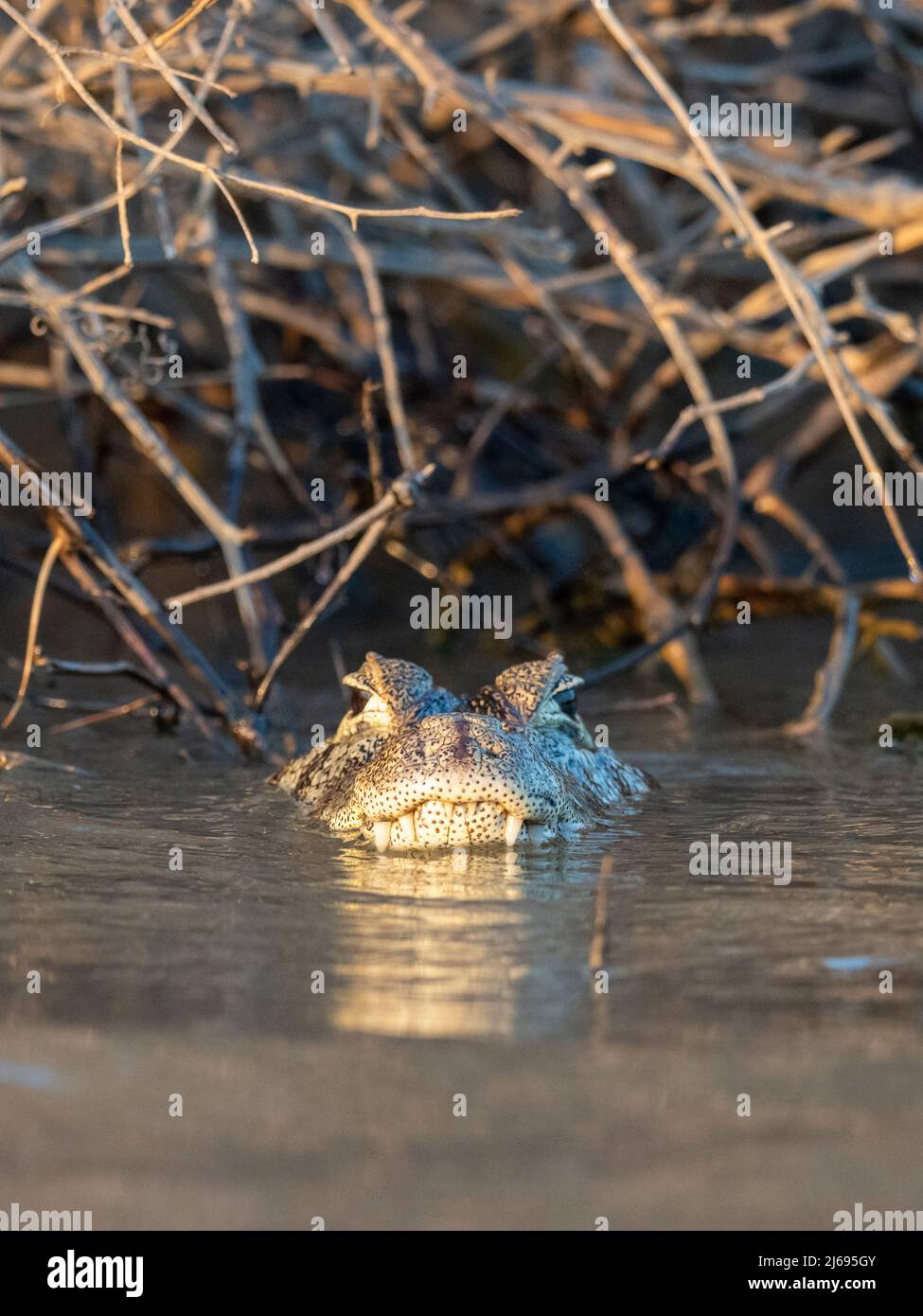 Ein Adulter Jacare Caiman Caiman Yacare Der Den Rio Tres Irmao Mato Grosso Pantanal