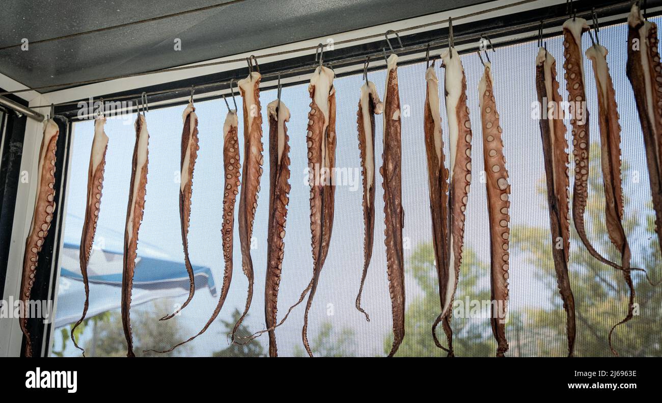 Tentakeln von frisch gefangenem Octopus hängen zum Trocknen in einem griechischen Restaurant, Kreta, griechischen Inseln, Griechenland, Europa Stockfoto
