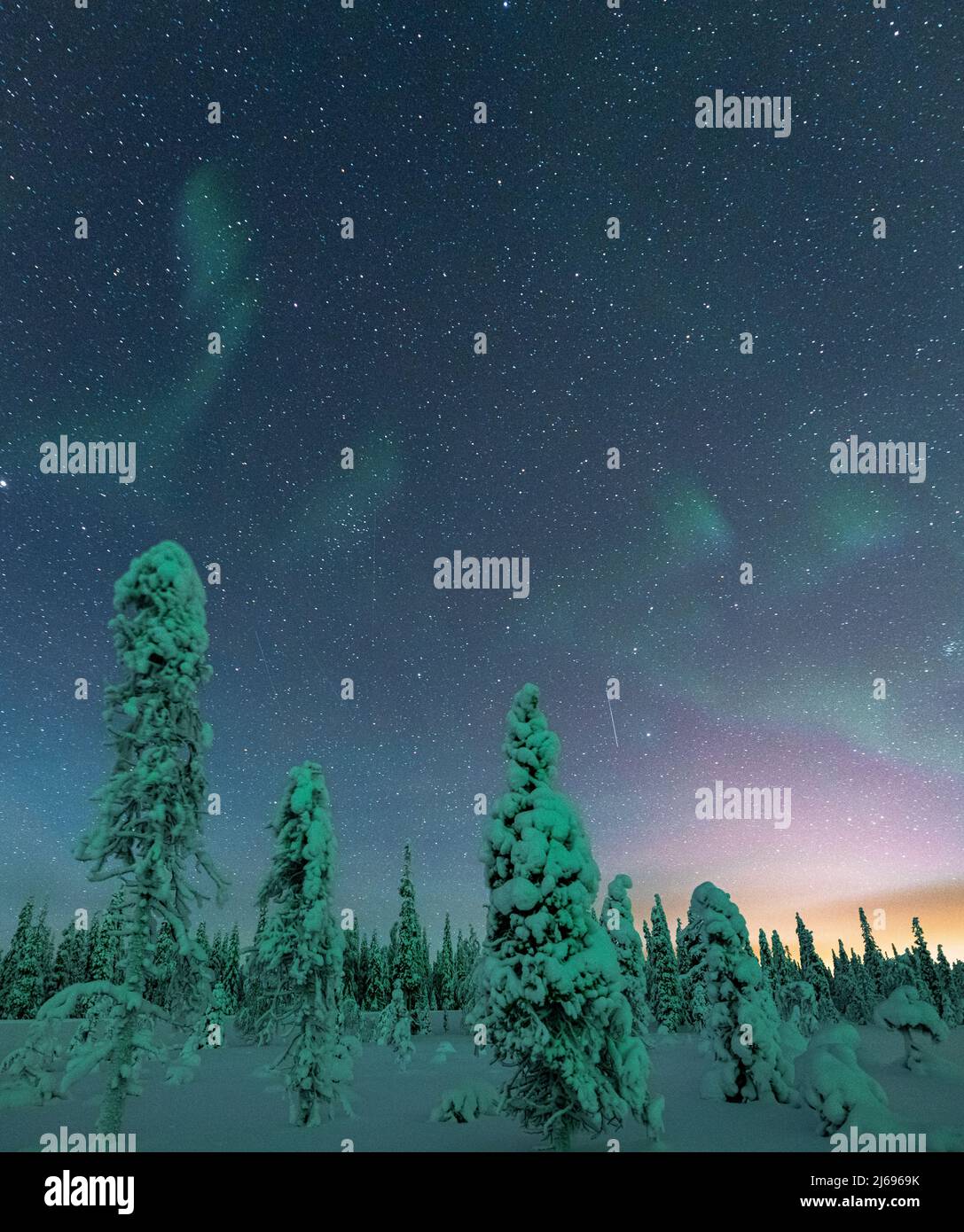Gefrorene Bäume unter dem Sternenhimmel während der Nordlichter (Aurora Borealis) im Winter, ISO Syote, Lappland, Finnland, Europa Stockfoto